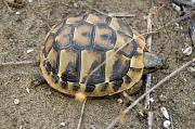 Testudo hermanni