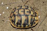 Testudo hermanni