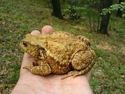 Bufo bufo