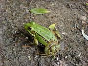 Pelophylax lessonae