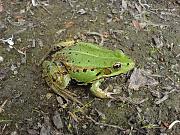 Pelophylax lessonae