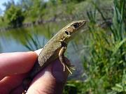 Lacerta viridis