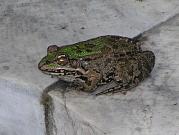 Pelophylax ridibundus