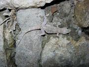 Hemidactylus turcicus