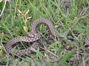 Natrix tessellata