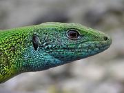 Lacerta viridis