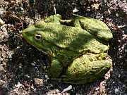 Pelophylax ridibundus