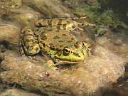 Pelophylax ridibundus