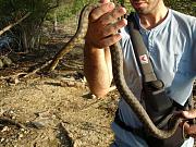 Natrix tessellata