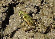 Pelophylax ridibundus