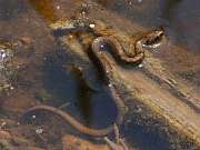 Natrix tessellata