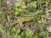 Lacerta viridis