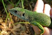 Lacerta viridis