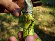 Lacerta viridis