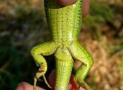 Lacerta viridis