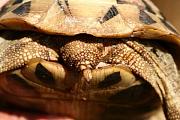 Testudo hermanni