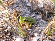 Hyla arborea