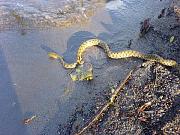 Natrix tessellata