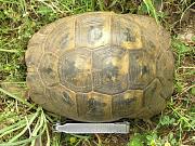 Testudo graeca