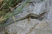 Podarcis muralis