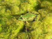 Pelophylax ridibundus