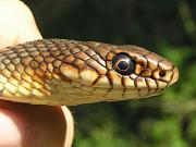 Dolichophis caspius