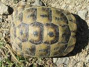 Testudo graeca