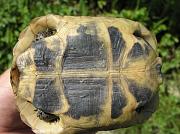 Testudo graeca