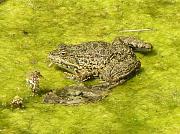 Pelophylax ridibundus