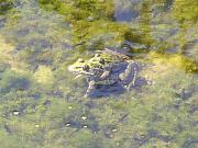 Pelophylax ridibundus