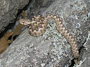 Vipera ammodytes