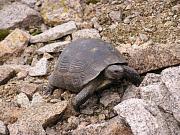 Testudo graeca