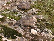 Testudo graeca