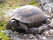 Testudo graeca