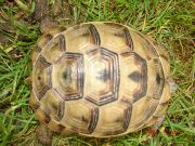 Testudo graeca