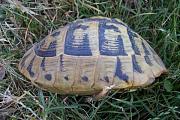 Testudo hermanni