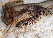 Dolichophis jugularis