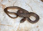 Dolichophis jugularis