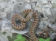 Vipera berus