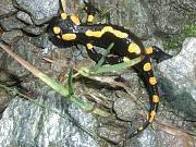 Salamandra salamandra