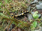 Salamandra salamandra