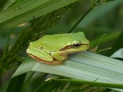 Hyla arborea, Carevo - Vasiliko