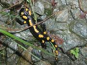 Salamandra salamandra