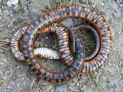 Natrix tessellata