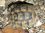 Testudo graeca