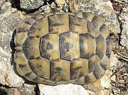 Testudo graeca