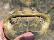 Testudo graeca