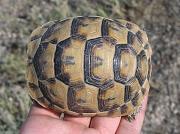 Testudo graeca