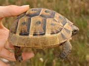 Testudo graeca