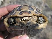 Testudo graeca